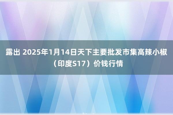 露出 2025年1月14日天下主要批发市集高辣小椒（印度S17）价钱行情